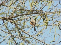 Rufous backed shrike